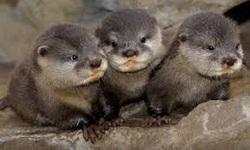 reproduction otter sea otters